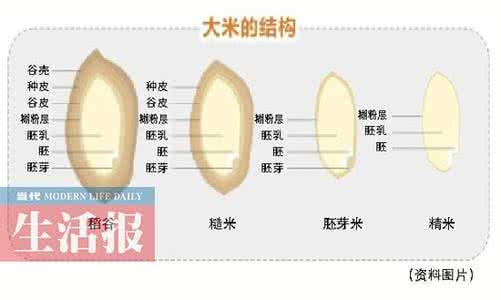 糙米与精米的区别 糙米怎样加工成精米 其实我们不太“会”吃饭