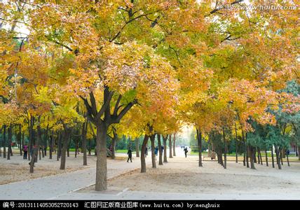 天津市枫林路投递分局 花谷枫局-枫林初盛作文300字