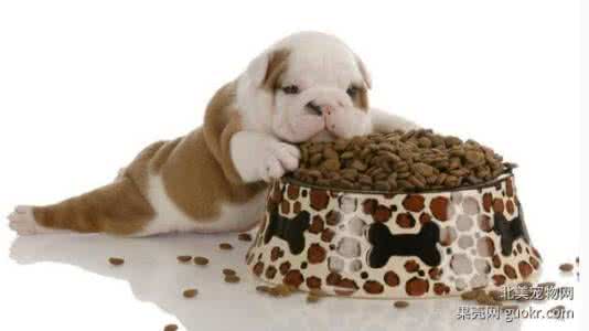 狗粮添加剂 宠物狗粮内的添加剂要注意