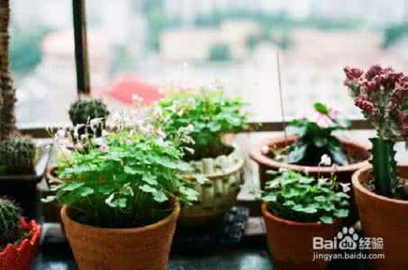 家庭养花300问 家庭养花300问 家庭养花八问八答