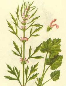 黄金昶艾灸治腹水药方 能够有效的治疗晚期肝癌腹水的中草药药方有哪些啊？还是这病没得治了啊？