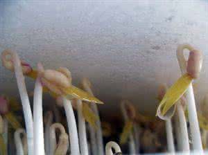 家庭自制绿豆芽的方法 【生活百科】家庭自制绿豆芽全过程