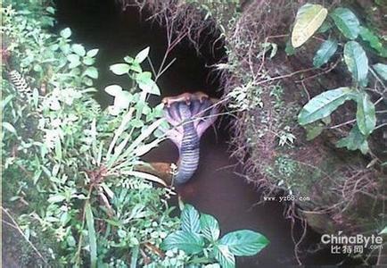 倾城音画网 【眼镜蛇诗文音画】独自倾城