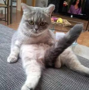 猫不知道自己有尾巴 90%的人不知道,猫的尾巴还有这些功能,太惊人了!