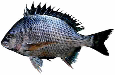 黑鲷鱼多少钱一斤 黑鲷