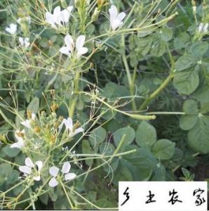 清热解毒的野菜 春季保健六道野菜 清热解毒