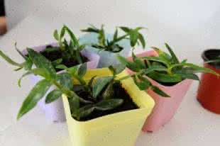 铁皮石斛盆栽种植方法 手把手教你盆栽种植铁皮石斛技术