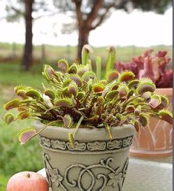 捕蝇草捕虫的过程 捕蝇草的捕虫叶