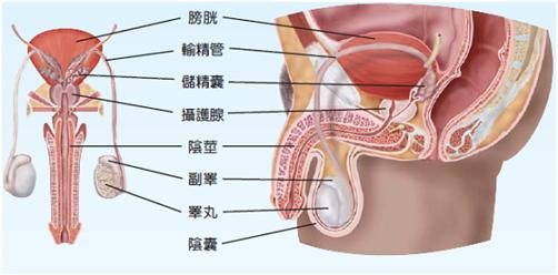 女性泌尿系统感染危害 女性泌尿系统感染危害 女性生殖系统的感染危害