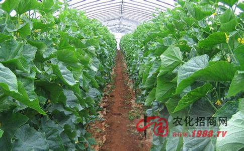 军创返了么利润很高 利润很高的三款菜 