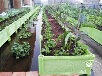 适合水养的室内植物 水养植物的取材方法
