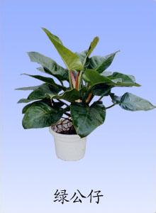 观叶植物的品种大全 转载  室内观叶植物品种、图例、栽培要点