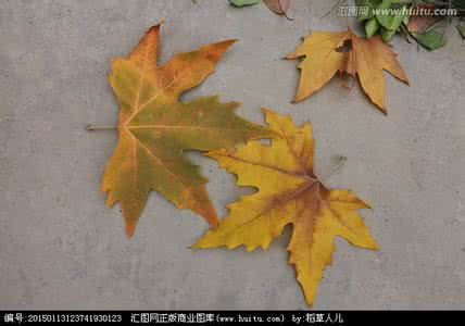 秋风起叶落 秋风起叶落 棒针编织----同花掐腰开衫“秋风叶落”两款