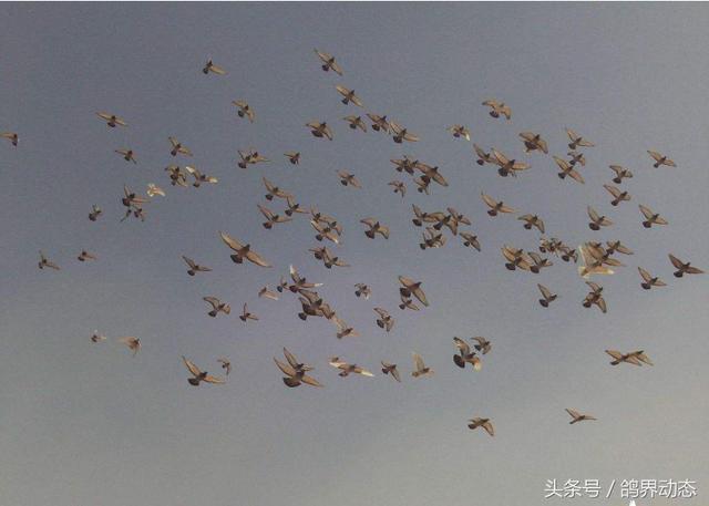 信鸽的归巢性能研究，赛鸽是如何越过盲区到达归巢地点的？